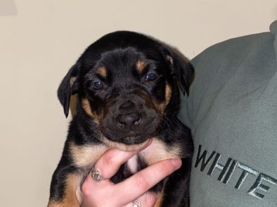 Australian Kelpie – Penola