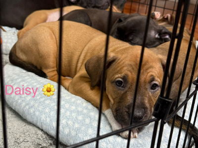 American Staffordshire Bull Terrier – San Remo