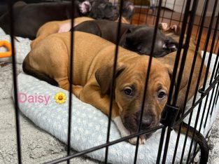 American Staffordshire Bull Terrier – San Remo