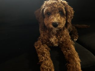 Cavoodle – Hallam