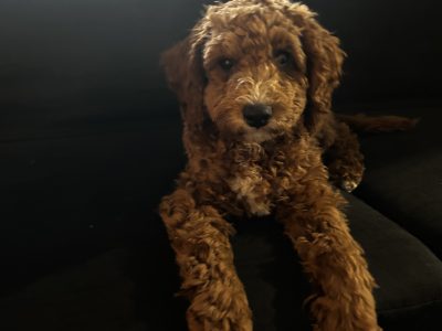 Cavoodle – Hallam