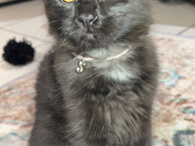 Other Cats – Natalya Roberts