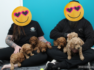 Groodle – Shepparton