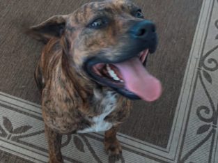 Staffordshire Bull Terrier – Kingswood