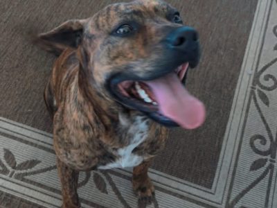 Staffordshire Bull Terrier – Kingswood