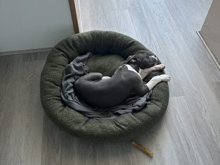 American Staffordshire Bull Terrier – Brabham