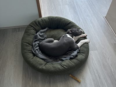 American Staffordshire Bull Terrier – Brabham