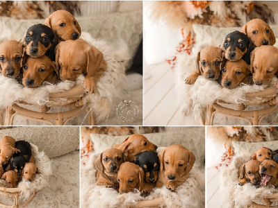 Dachshund – Metford