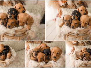 Dachshund – Metford