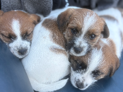 Jack Russell – Bowen