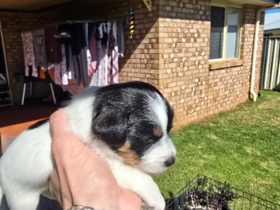 Jack Russell – Toowoomba