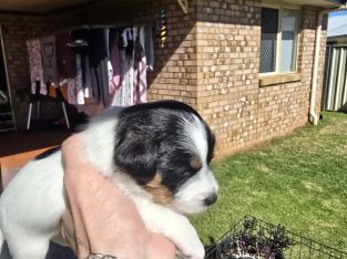 Jack Russell – Toowoomba