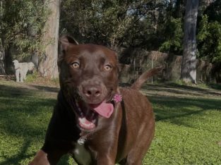 Labrador Retriever – Bellbowrie