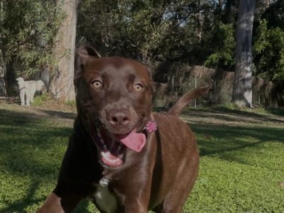 Labrador Retriever – Bellbowrie