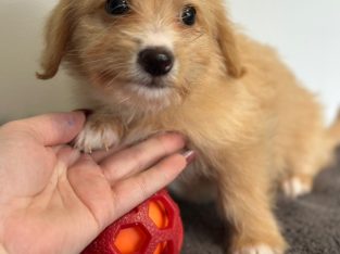 Dachshund – Willmot