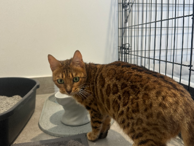 Bengal – Melton West