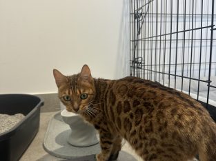 Bengal – Melton West