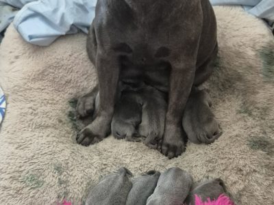 Staffordshire Bull Terrier – Morayfield