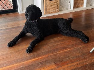 Poodle – Deebing Heights