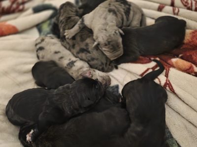 Great Dane – Merredin