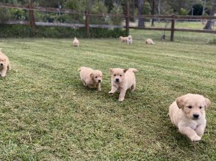 Golden Retriever – Port Macquarie