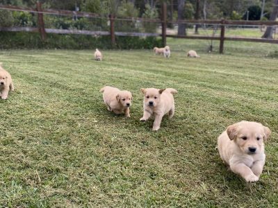 Golden Retriever – Port Macquarie
