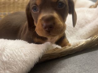 Dachshund – Bajool