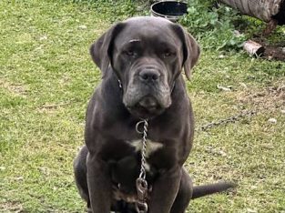 Cane Corso – Leppington