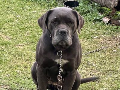 Cane Corso – Leppington