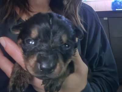 Rottweiler – Gateshead