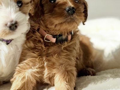 Mini Cavoodle – Helensvale