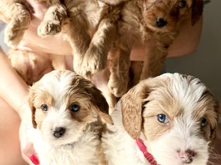 Mini Cavoodle – Hope Island