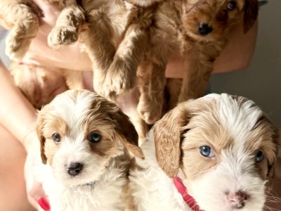 Mini Cavoodle – Hope Island