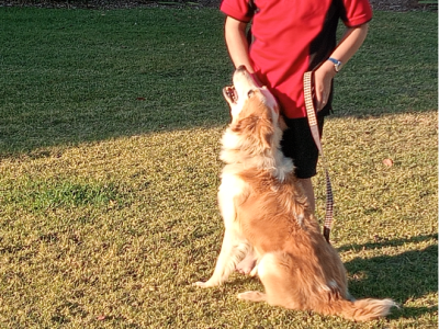 Border Collie – Emerald