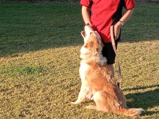 Border Collie – Emerald