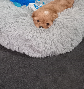 Cavoodle – Hervey Bay