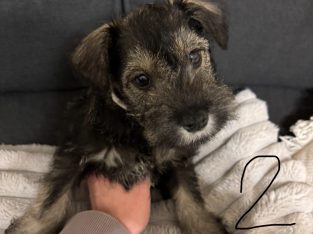 Schnauzer (Miniature) – Langwarrin