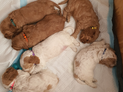 Spoodle – Coombabah