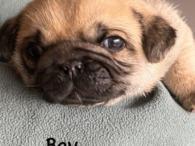 Dogs – Mount Gambier