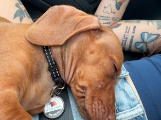 Miniature Dachshund – Springfield