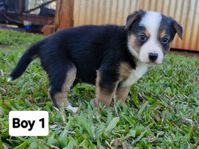 Border Collie – Childers