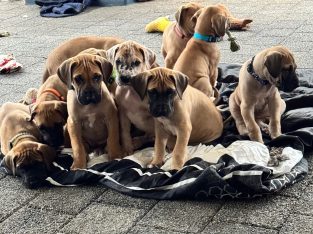 Great Dane – Maida Vale