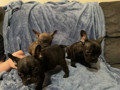 French Bulldog – North Saint Marys