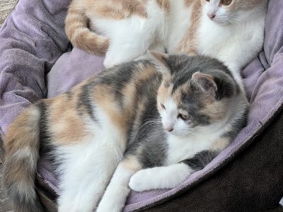 Domestic Short Hair (DSH) – Temora