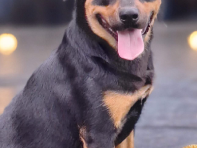 Rottweiler – Catherine Field