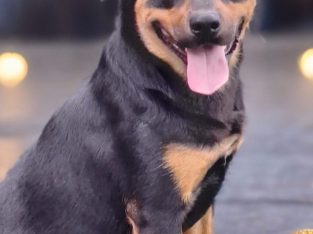 Rottweiler – Catherine Field