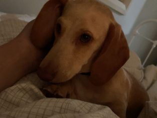 Dogs – Kurri Kurri