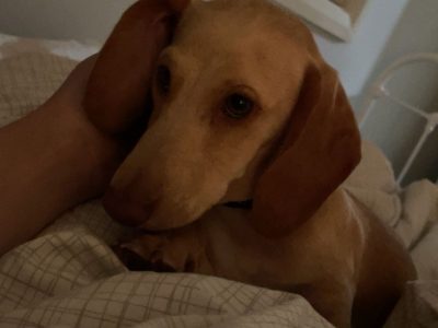 Dogs – Kurri Kurri