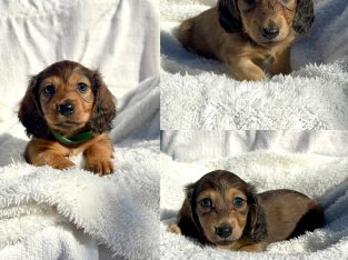 Dachshund – Gracemere
