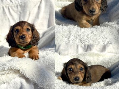 Dachshund – Gracemere